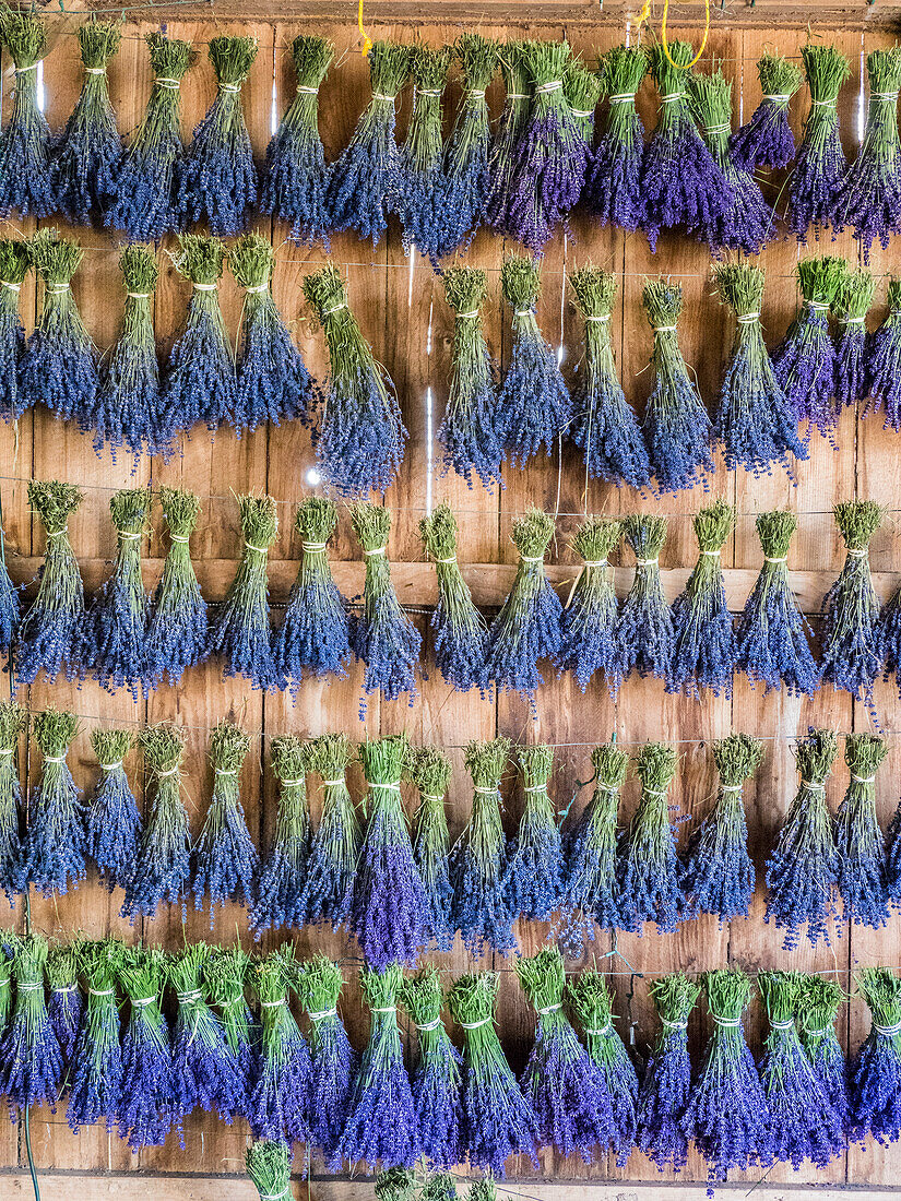 Lavender hanging in a shed to dry after picking at a lavender farm near Sequim, Washington State.