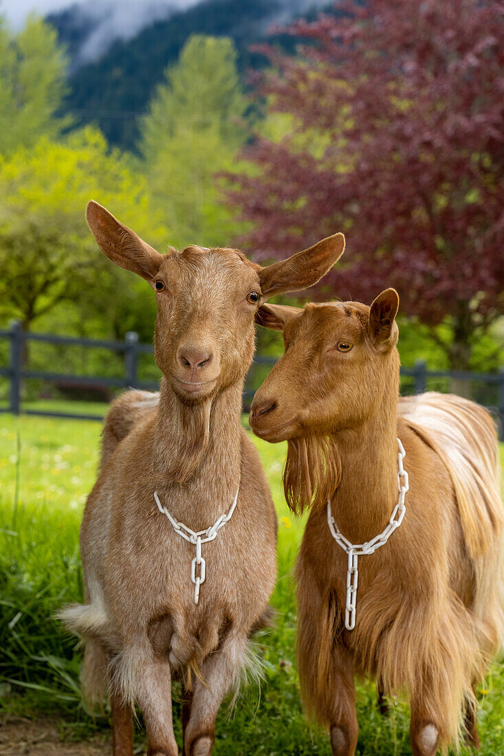 Issaquah, Washington State, USA. Portrait of two female guernsey goats with a meadow behind them. (PR)