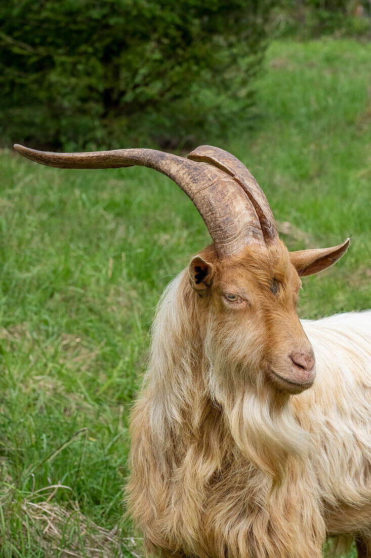 Issaquah, Bundesstaat Washington, USA. Nahaufnahme eines seltenen Ziegenbocks der Rasse Golden Guernsey mit langen Hörnern. (PR)