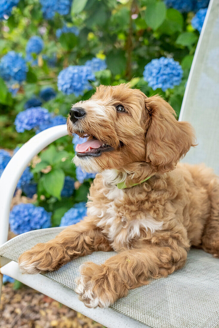 Issaquah, Bundesstaat Washington, USA. 3 Monate alter Aussiedoodle-Welpe auf einem Terrassenstuhl neben Hortensien liegend (PR)