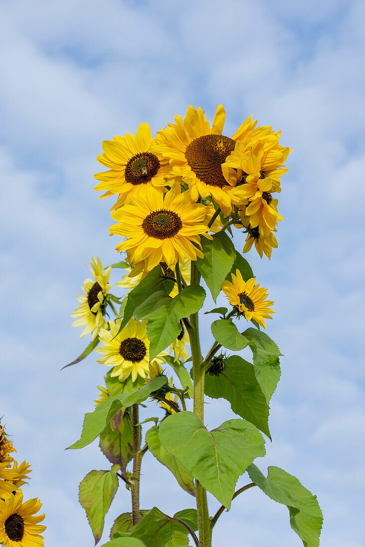 Port Townsend, Bundesstaat Washington, USA. Hohe Sonnenblumenpflanzen