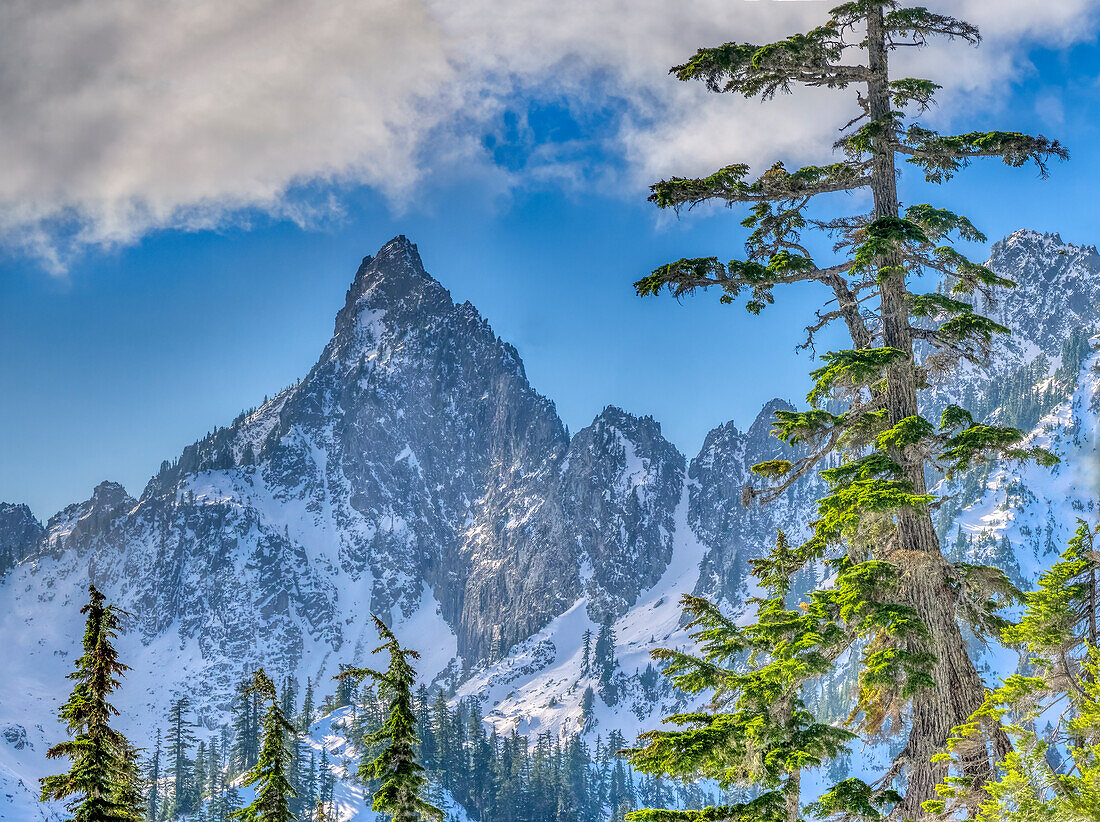 USA, Bundesstaat Washington, Alpine Lakes Wilderness. Kaleetan Peak und alpine Tannen