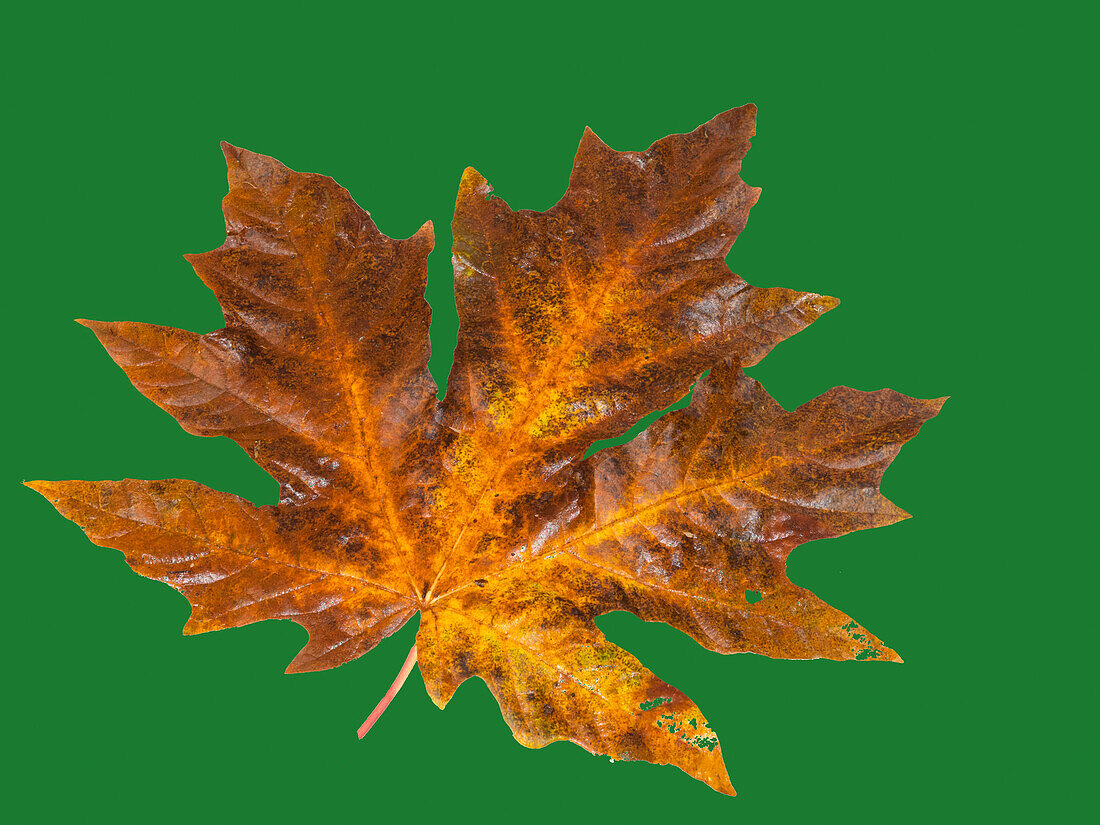 USA, Washington State. Big leaf maple leaf on dark green still-life