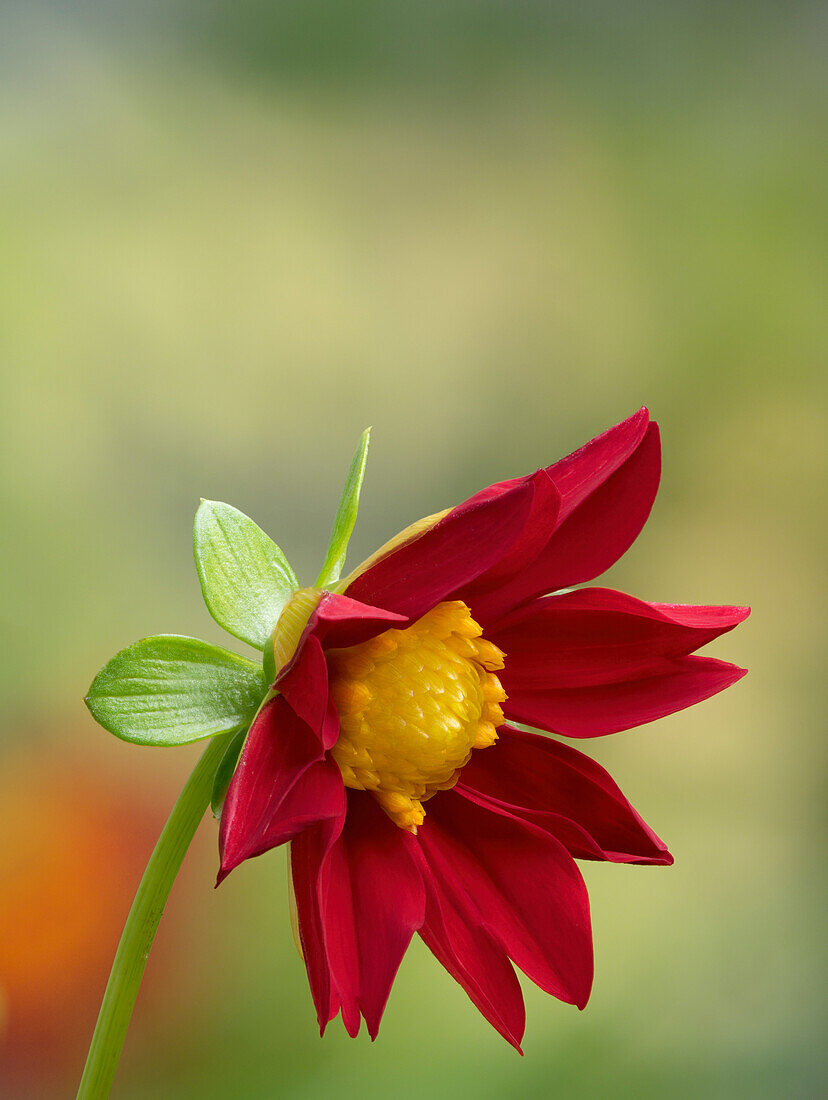 USA, Washington State. Daisy