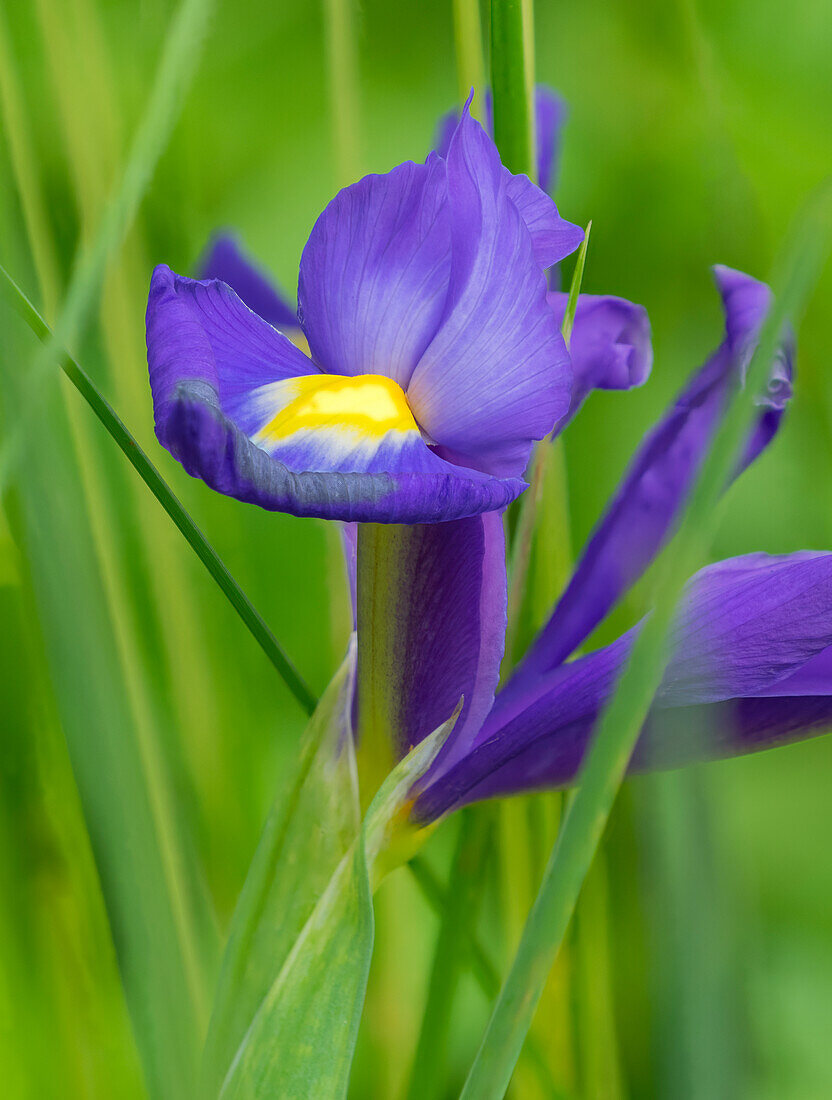 USA, Washington State. Iris