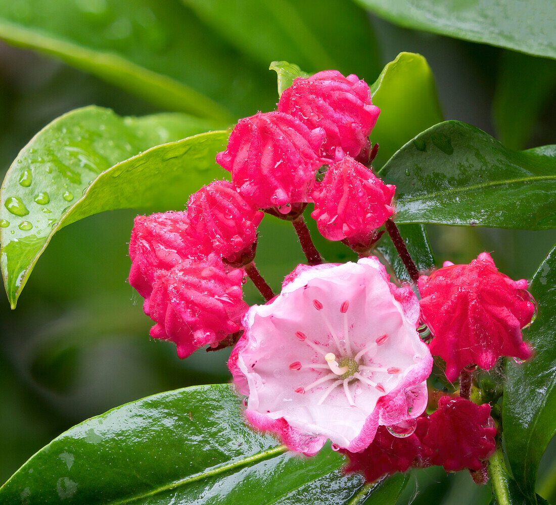 USA, Washington State. Mountain Laurel