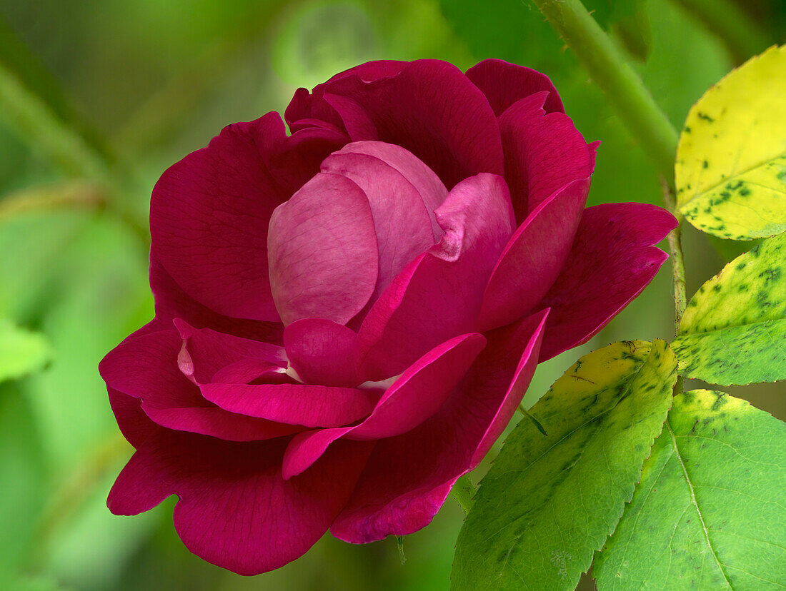 USA, Washington State. Rose