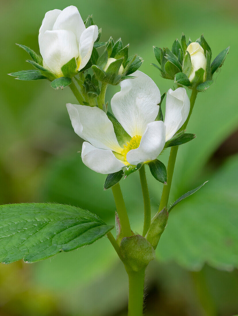 USA, Washington State. Strawberry blossoms