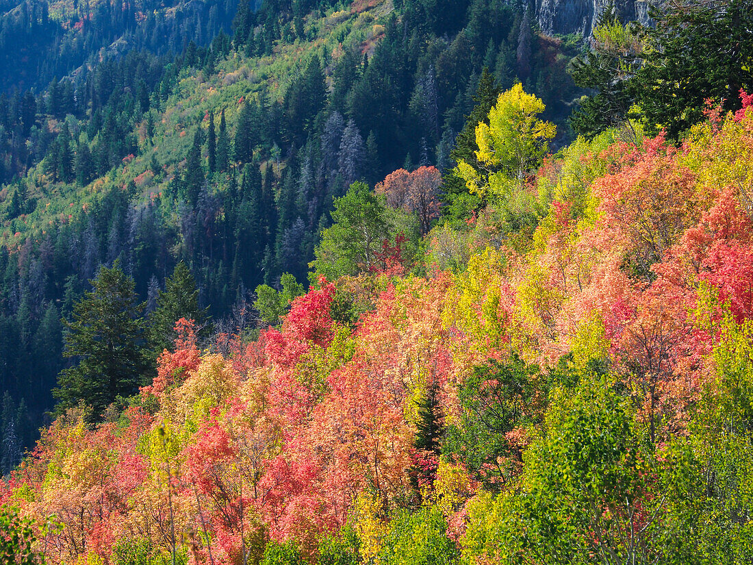 USA, Utah, Logan Pass. Farbenfroher Herbst am Provo Pass