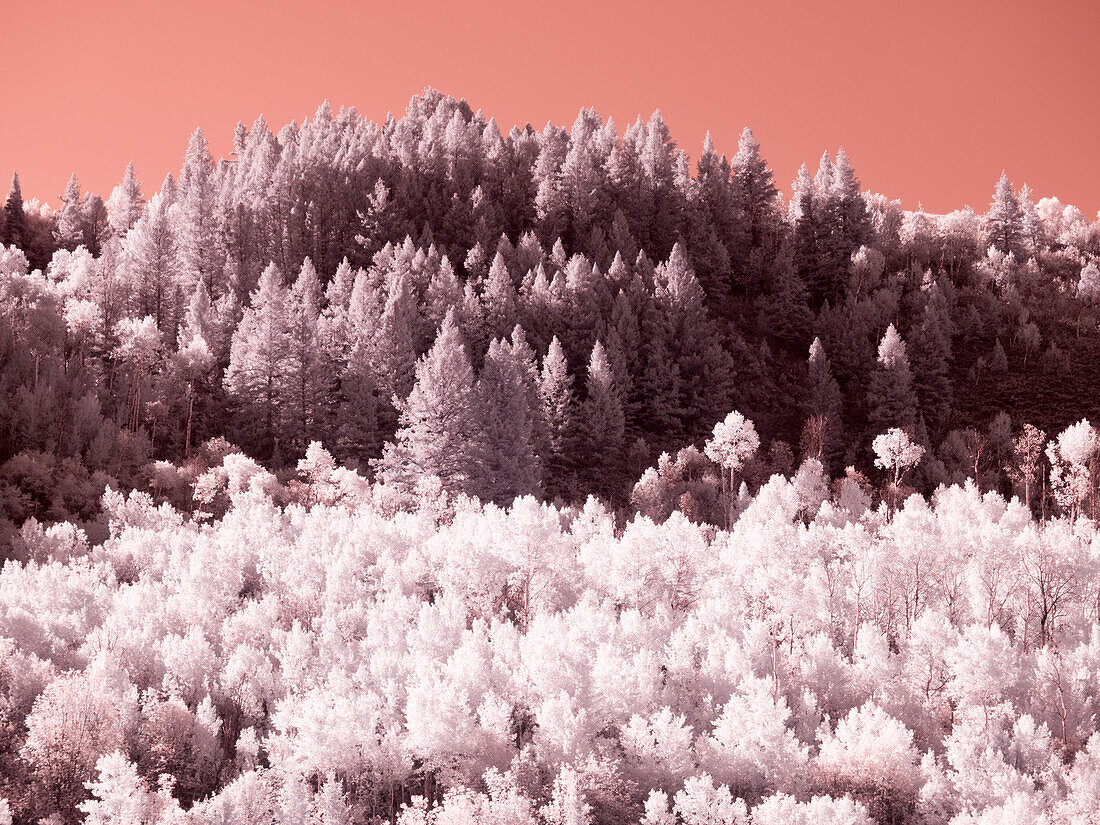 USA, Utah. Aspen grove in infrared of the Logan Pass area