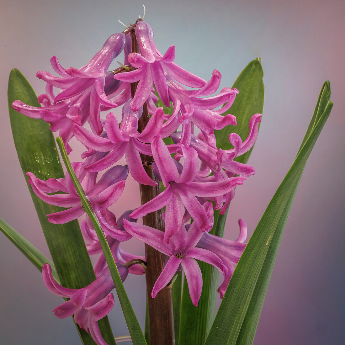 USA, Washington State, Seabeck. Pink hyacinth flowers.