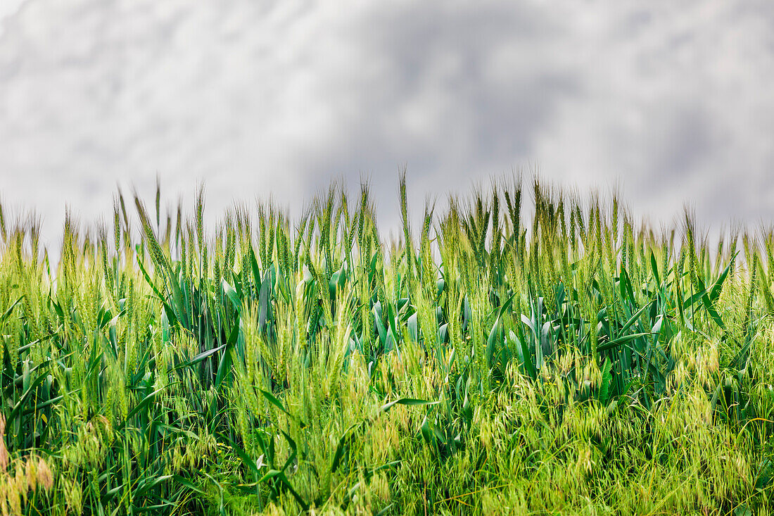 USA, Washington State, Palouse, Colfax. Green wheat.