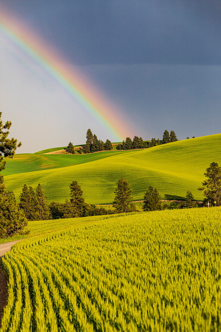 USA, Bundesstaat Washington, Palouse, Colfax. Grüne Weizenfelder. Kieferbäume. Regenbogen.