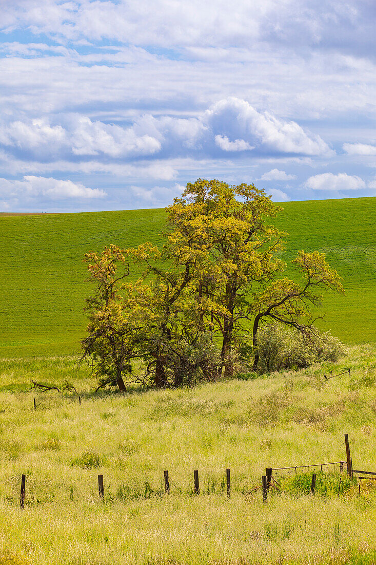 USA, Washington State, Palouse, Colfax. Oak trees, fences and wheat fields.