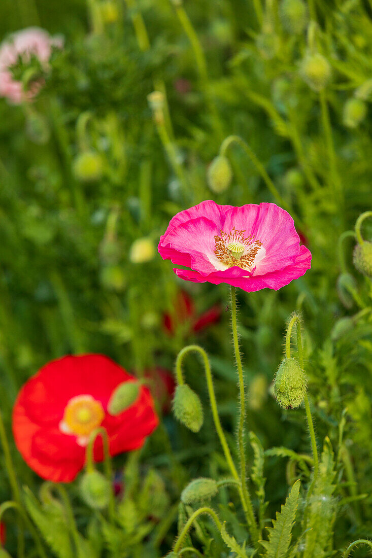 USA, Washington State, Palouse, Colfax. Variety of colored poppy flowers growing in the green wheat.