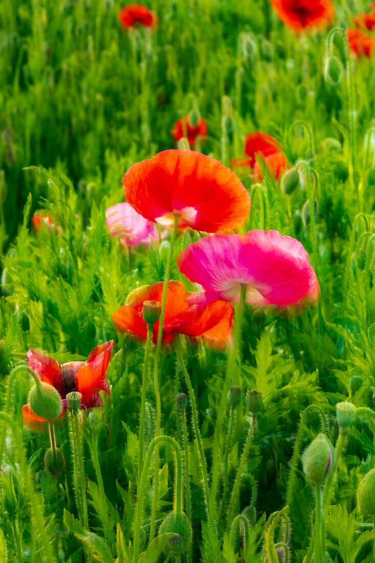 USA, Washington State, Palouse, Colfax. Variety of colored poppy flowers growing in the green wheat.