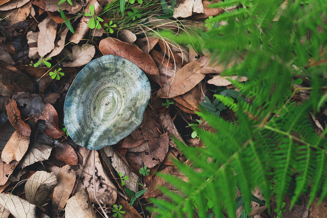 Hoher Blickwinkel auf einen indigoblauen Speisepilz, der auf einem mit trockenen Blättern bedeckten Boden im Herbstwald wächst