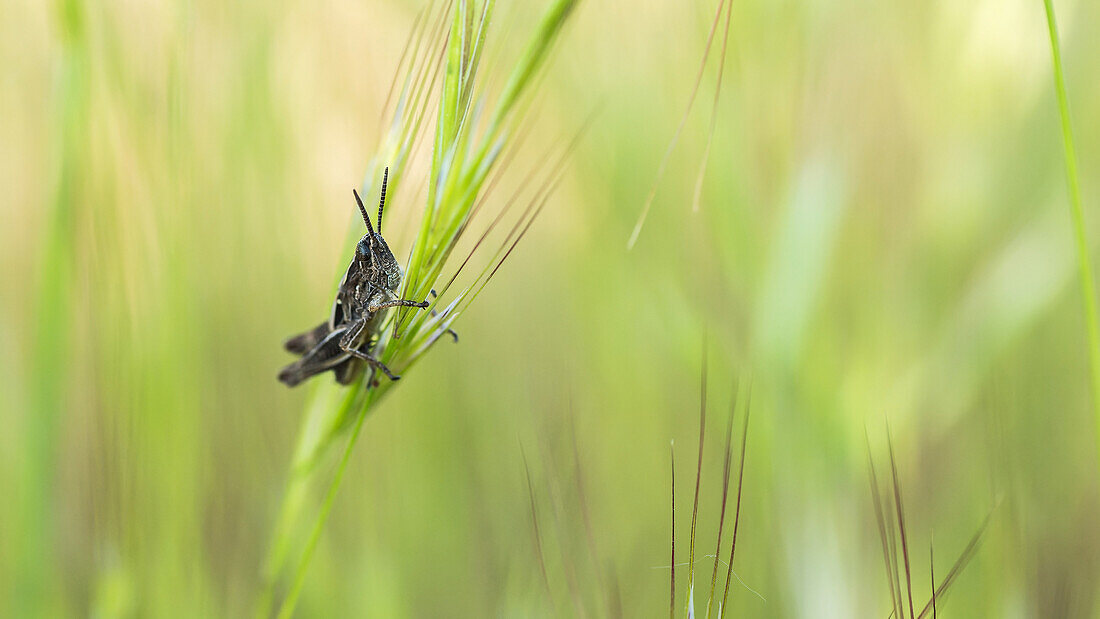 Soft focus of wild grasshopper with antennae on head sitting on thin long green plant in nature on summer day
