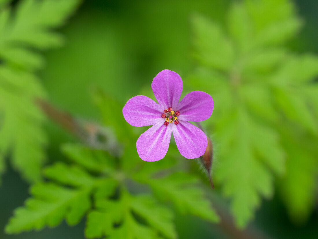 USA, Washington State. Wild Geranium