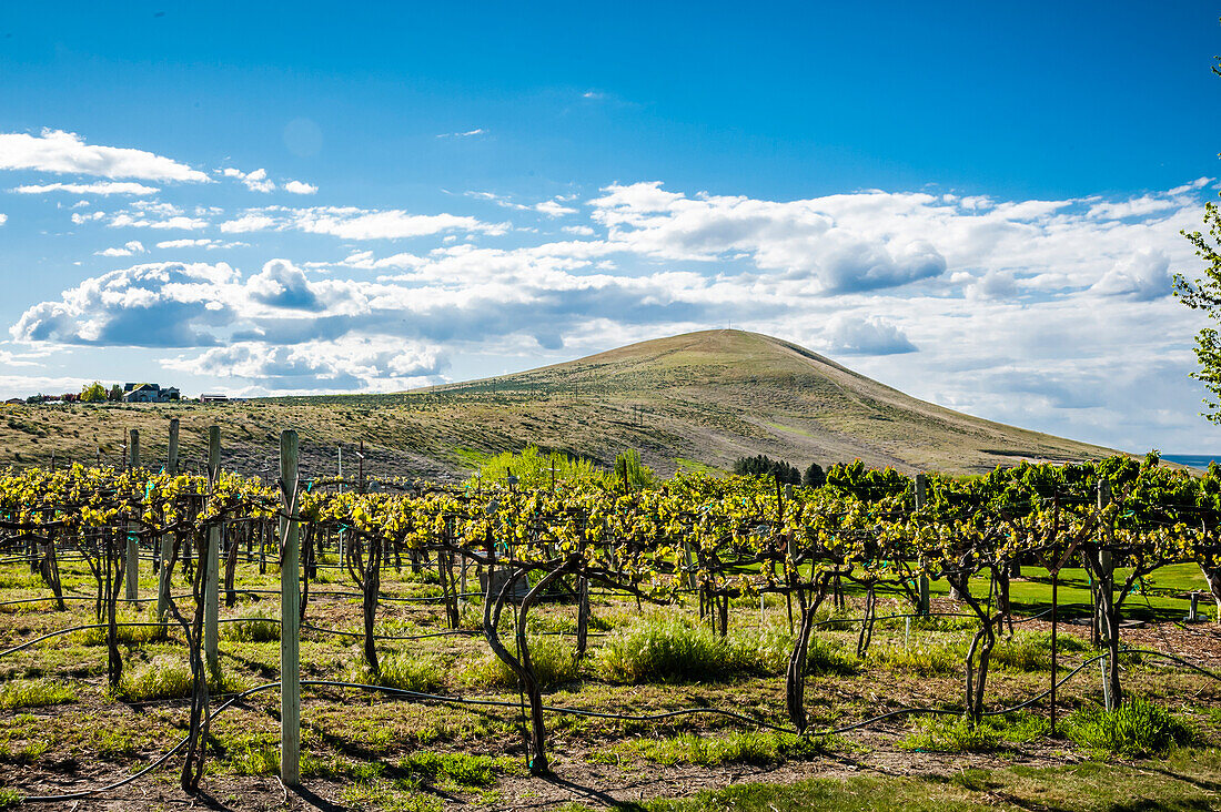 USA, Bundesstaat Washington, Yakima Valley. Frühlingslicht im Weinberg von Kitzke Cellars (nur für redaktionelle Zwecke)