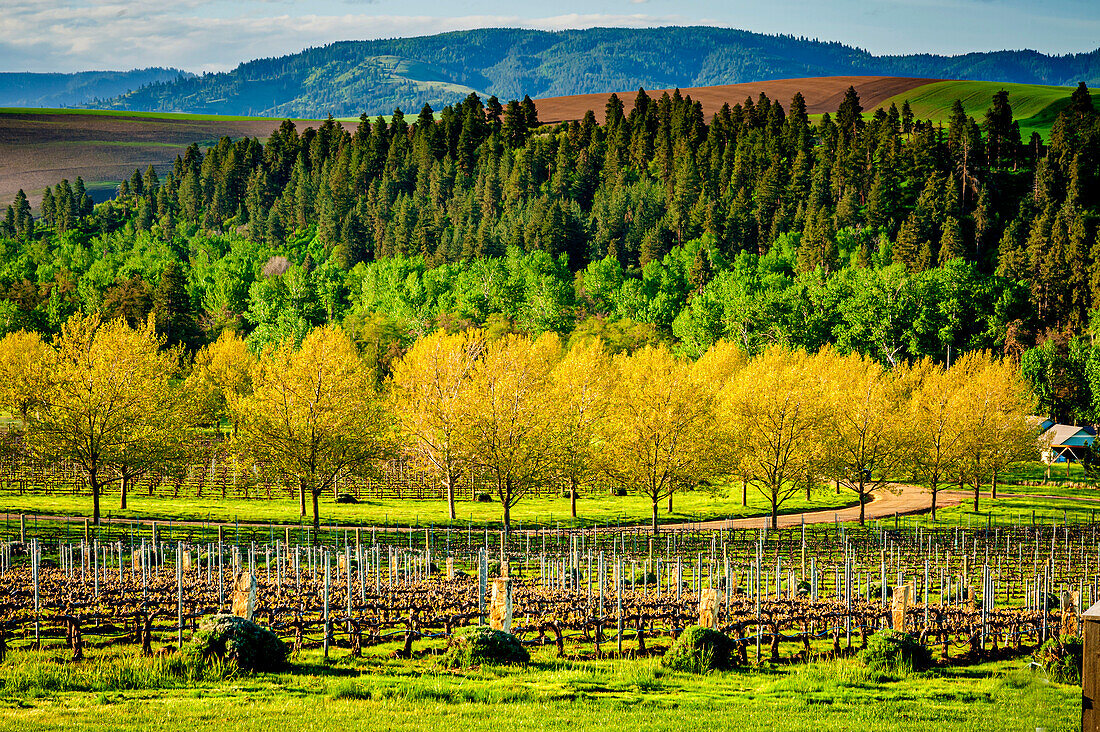 USA, Washington State, Walla Walla. Spring morning on Figgins Estate Vineyard in Walla Walla's Mill Creek district. (Editorial Use Only)