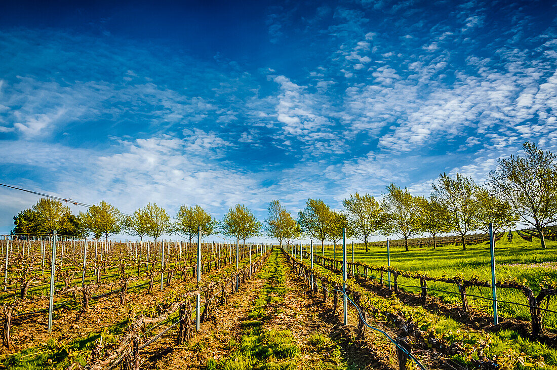 USA, Washington State, Walla Walla. Spring light on Figgins Estate Vineyard. (Editorial Use Only)