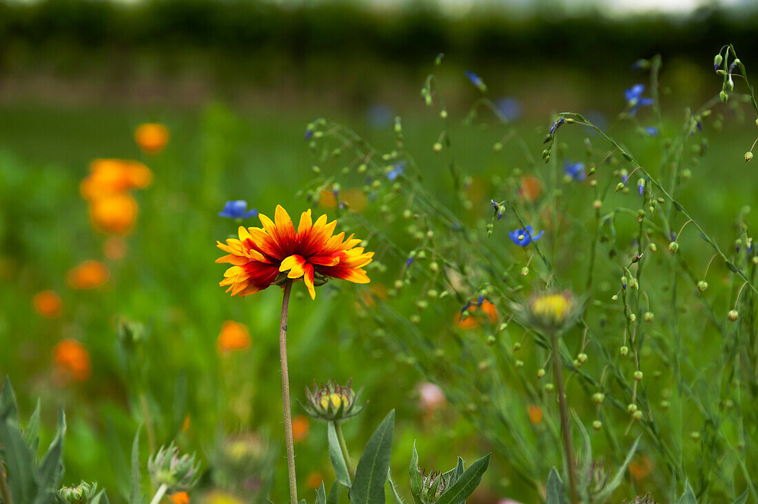 USA, Bundesstaat Washington, Yakima Valley. Frühlingsblumen blühen in der Nähe des Weinbergs von Red Mountain.