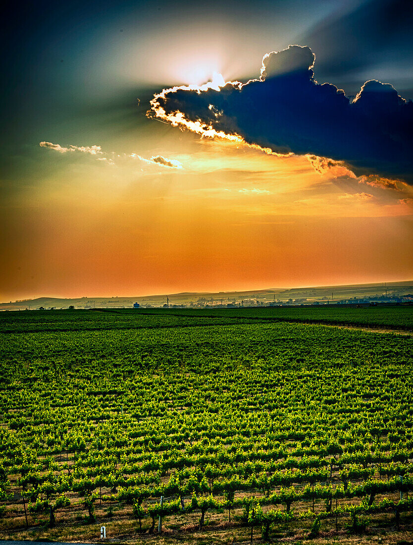 USA, Washington State, Red Mountain. Sunset over Kiona Winery and Vineyards on Red Mountain. (Editorial Use Only)