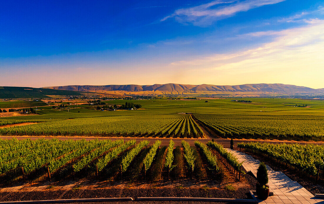 USA, Bundesstaat Washington, Red Mountain. Abenddämmerung über den Weinbergen der Weinregion Red Mountain mit den Horse Heaven Hills im Hintergrund. (Nur für redaktionelle Zwecke)