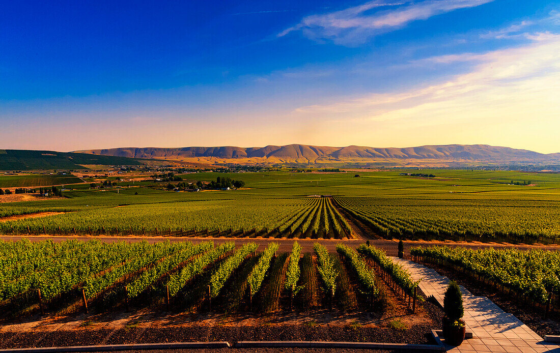 USA, Washington State, Red Mountain. Dusk on the vineyards of Red Mountain wine region with Horse Heaven Hills in the background. (Editorial Use Only)