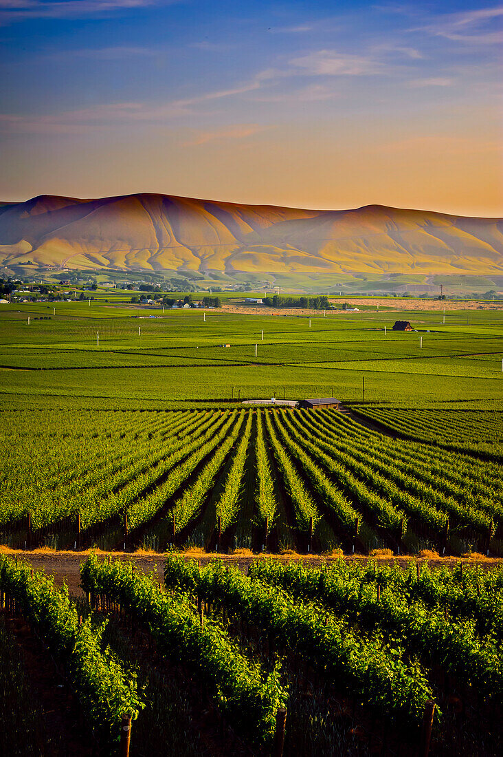 USA, Bundesstaat Washington, Red Mountain. Abenddämmerung über den Weinbergen der Weinregion Red Mountain mit den Horse Heaven Hills im Hintergrund. (Nur für redaktionelle Zwecke)