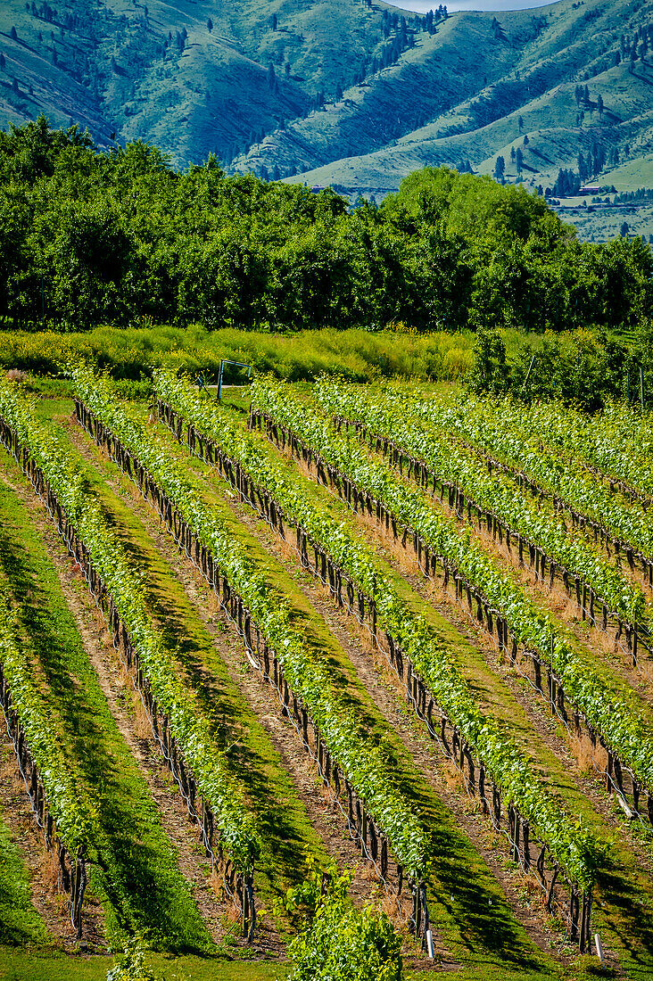 USA, Bundesstaat Washington, Lake Chelan. Ein Weinberg glänzt in der Sommersonne des Chelan-Sees.