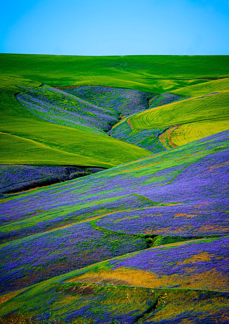 USA, Washington State, Walla Walla. A workhorse cover crop, vetch contributes biomass to a vineyard, protects soils from wind and rain, while improving structure and adding nutrients.