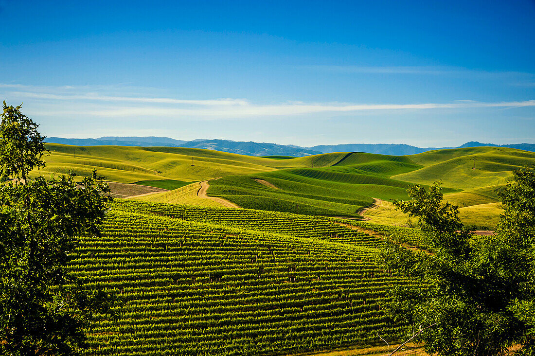 USA, Bundesstaat Washington, Walla Walla. Das Weingut Spring Valley Vineyard ist auf allen Seiten von Weizenfeldern umgeben. (Nur für redaktionelle Zwecke)