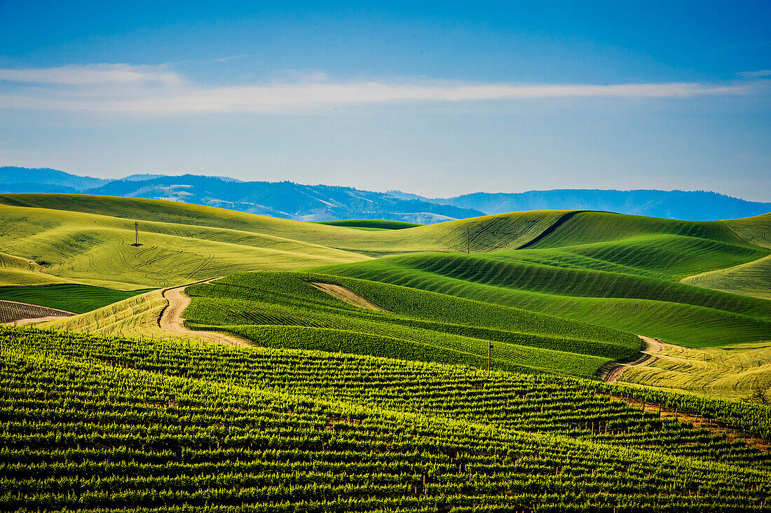 USA, Bundesstaat Washington, Walla Walla. Das Weingut Spring Valley Vineyard ist auf allen Seiten von Weizenfeldern umgeben. (Nur für redaktionelle Zwecke)