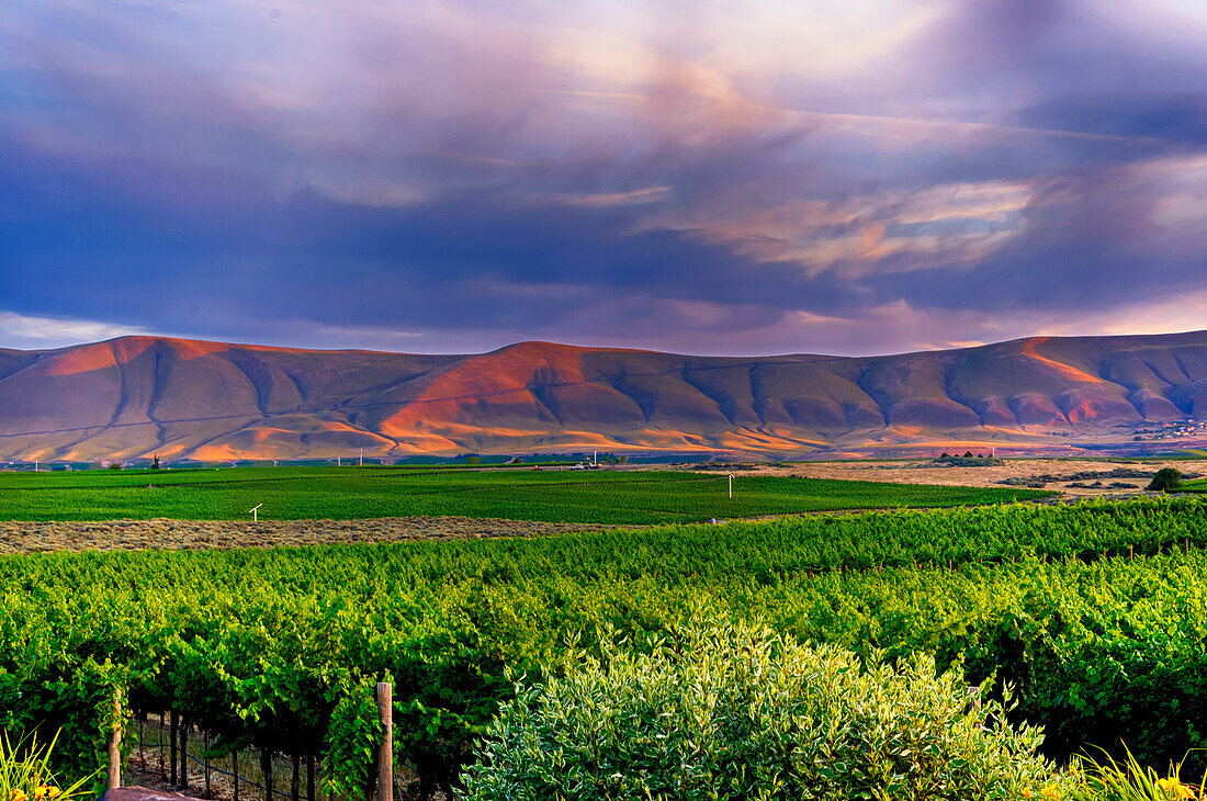 USA, Bundesstaat Washington, Yakima Valley. Abenddämmerung über den vielen Weinbergen am Red Mountain im Yakima Valley in Washington, im Hintergrund die Horse Heaven Hills.