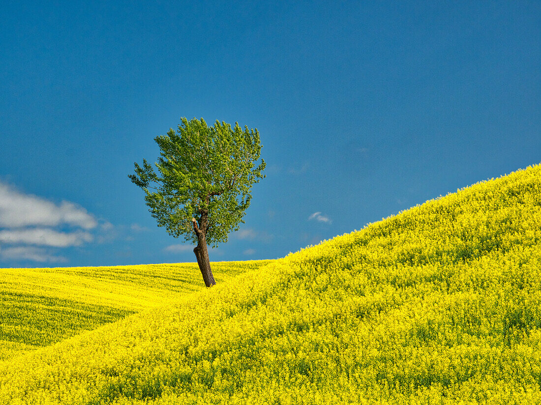 USA, Bundesstaat Washington, Region Palouse. Einzelner Baum in Rapsfeld