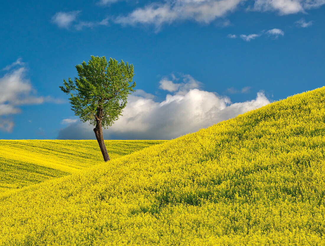 USA, Washington State, Palouse Region. Lone tree in canola crop