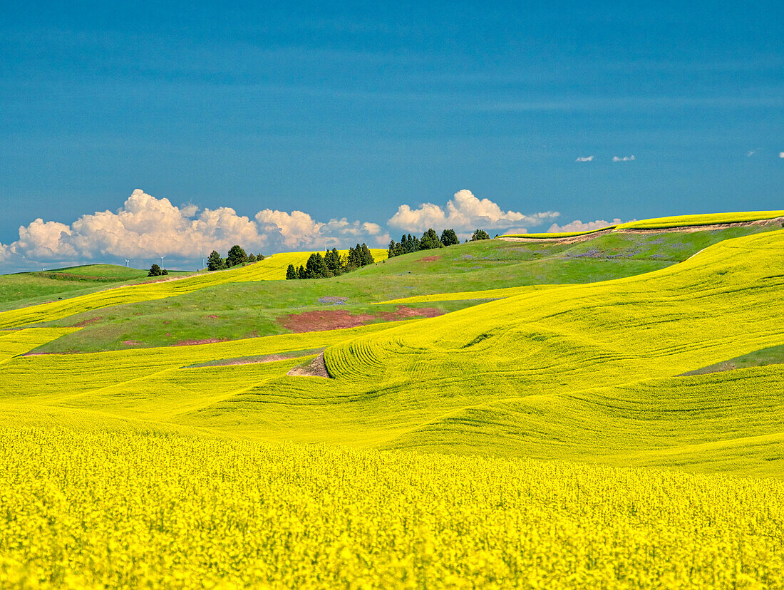 USA, Bundesstaat Washington, Palouse-Region. Frühlingsrapsfeld mit Konturen und Linien