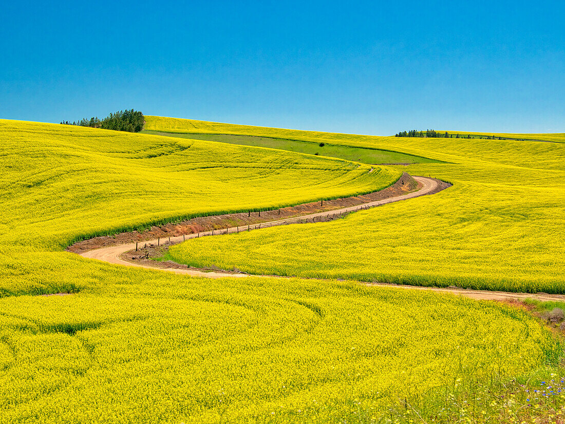 USA, Bundesstaat Washington, Palouse-Region. Frühlingsrapsfeld mit Konturen und Linien