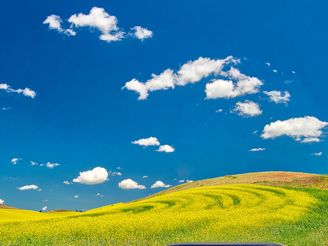 USA, Bundesstaat Washington, Palouse-Region. Frühlingsrapsfeld mit Konturen und Linien