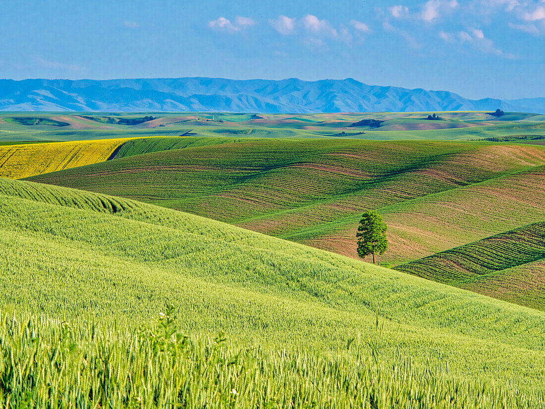 USA, Washington State, Palouse Region. Lone tree in Spring fields of wheat and canola