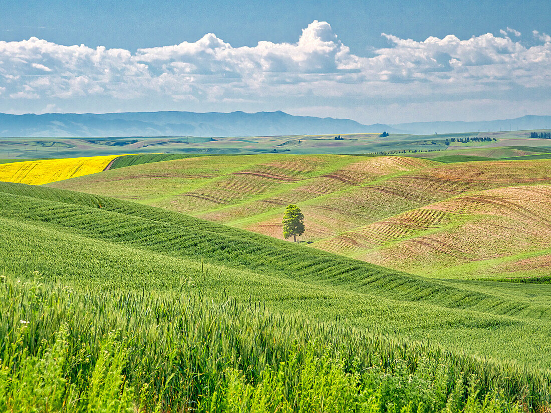 USA, Bundesstaat Washington, Palouse-Gebiet. Einzelner Baum in Frühlingsfeldern mit Weizen und Raps