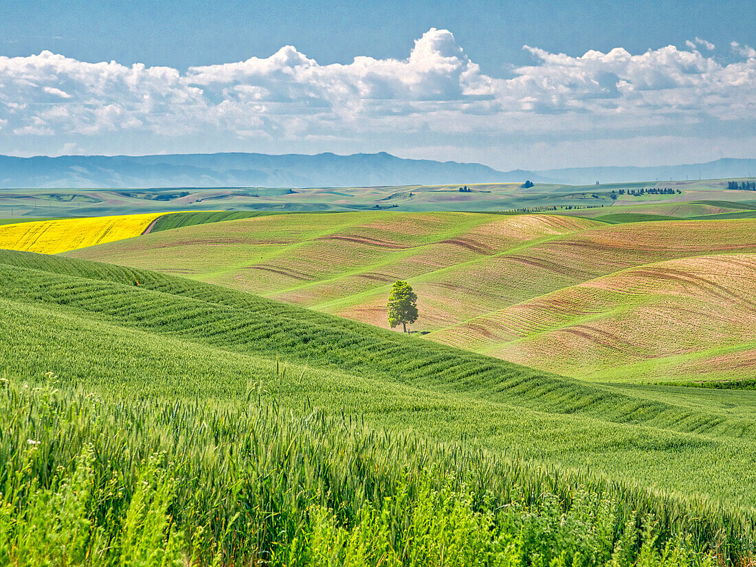 USA, Washington State, Palouse Region. Lone tree in Spring fields of wheat and canola