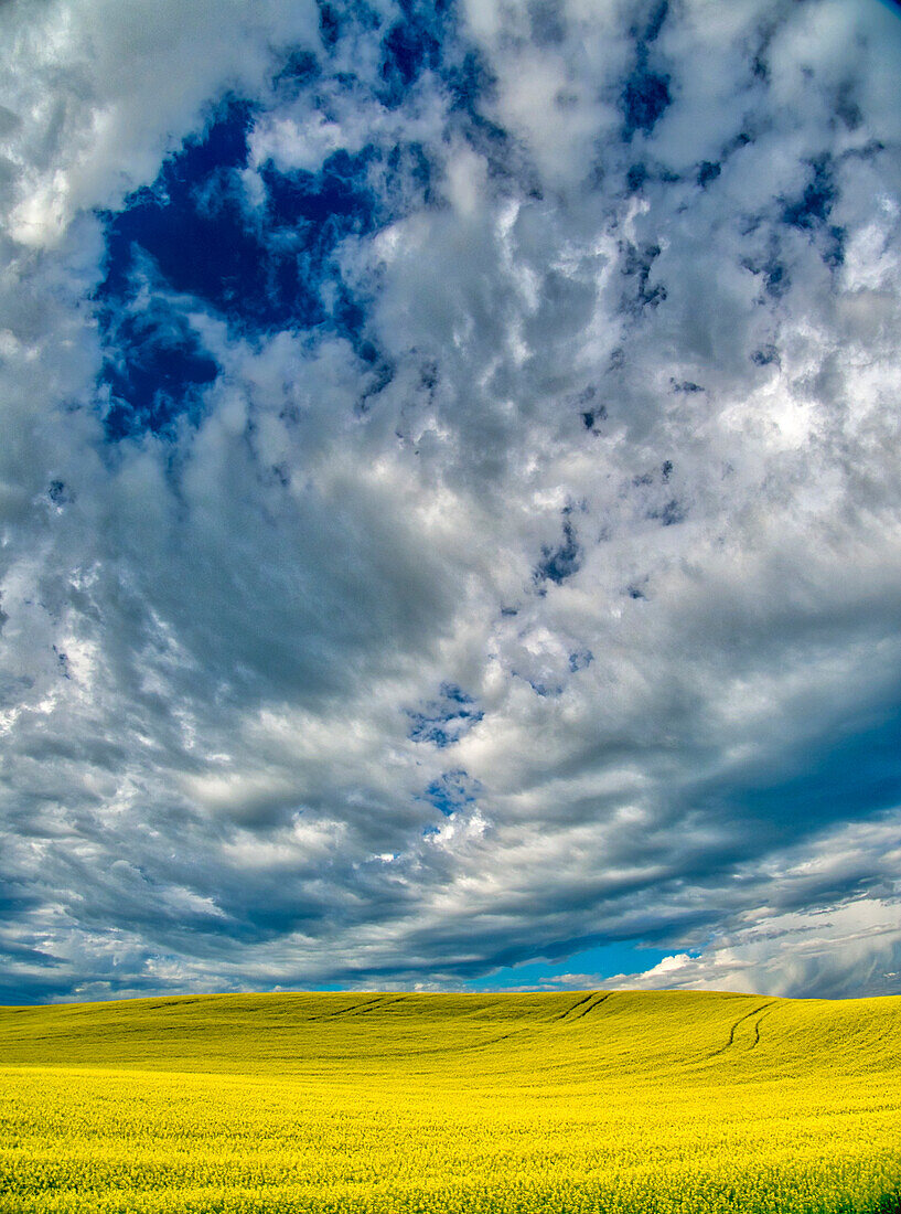 USA, Bundesstaat Washington, Palouse-Gebiet. Frühlingsrapsfeld mit Konturen und Wolken