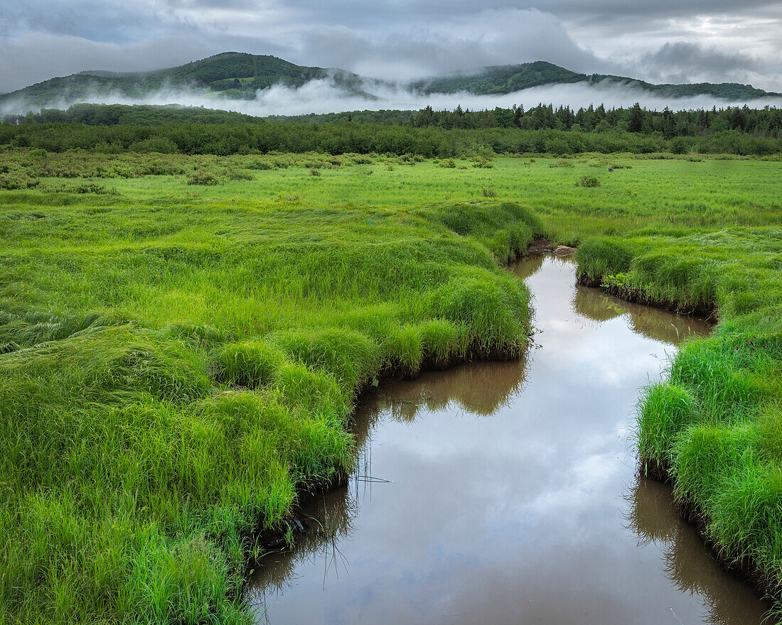 USA, West Virginia, Canaan Valley State Park. Bach im grasbewachsenen Tal.