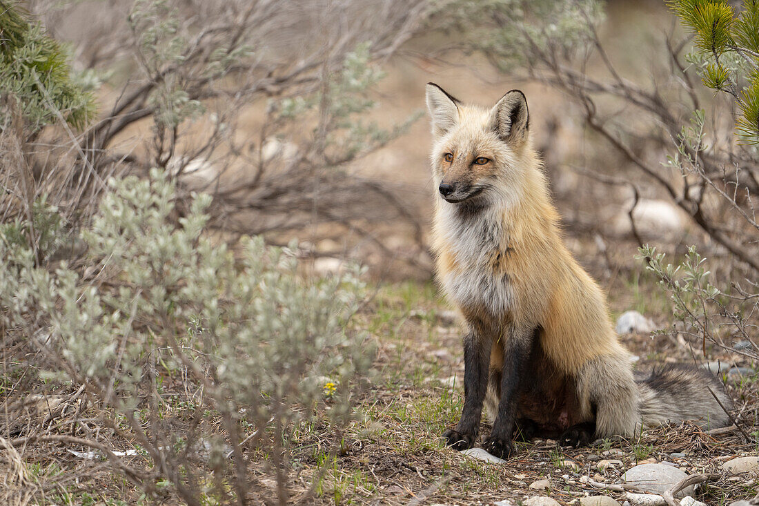 USA, Wyoming, Grand Teton National Park. Adult red fox close-up.