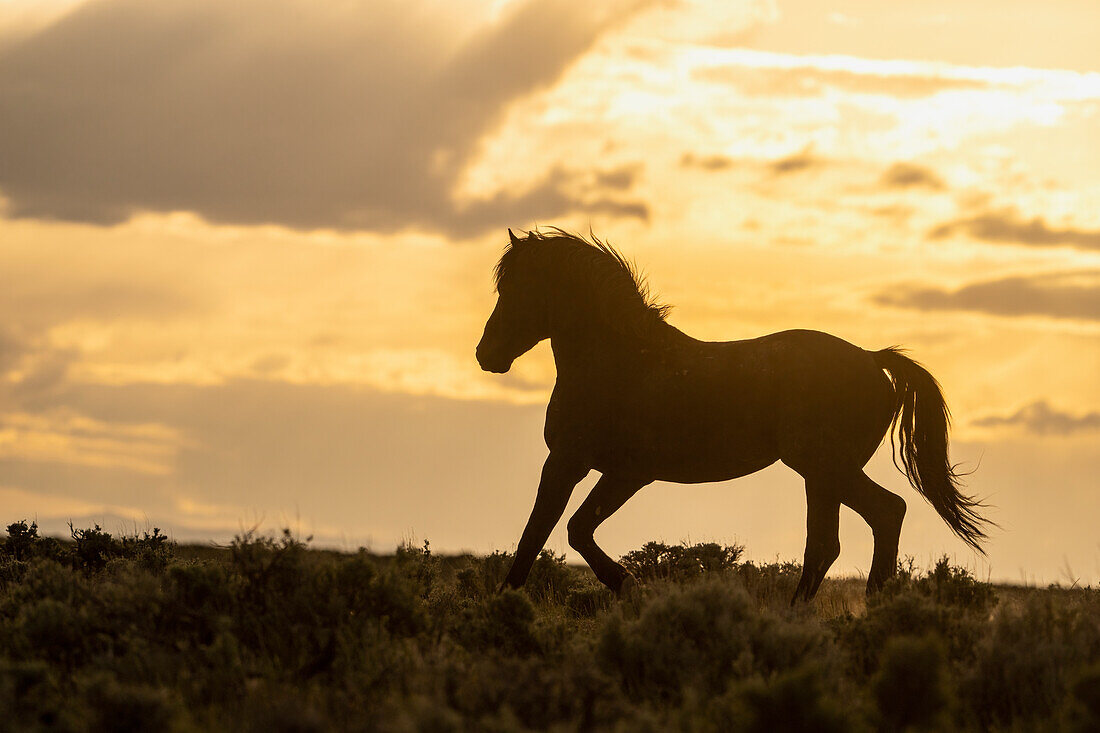 USA, Wyoming, McCullough Peaks Herd Management Area. Wild horse silhouetted at sunset.