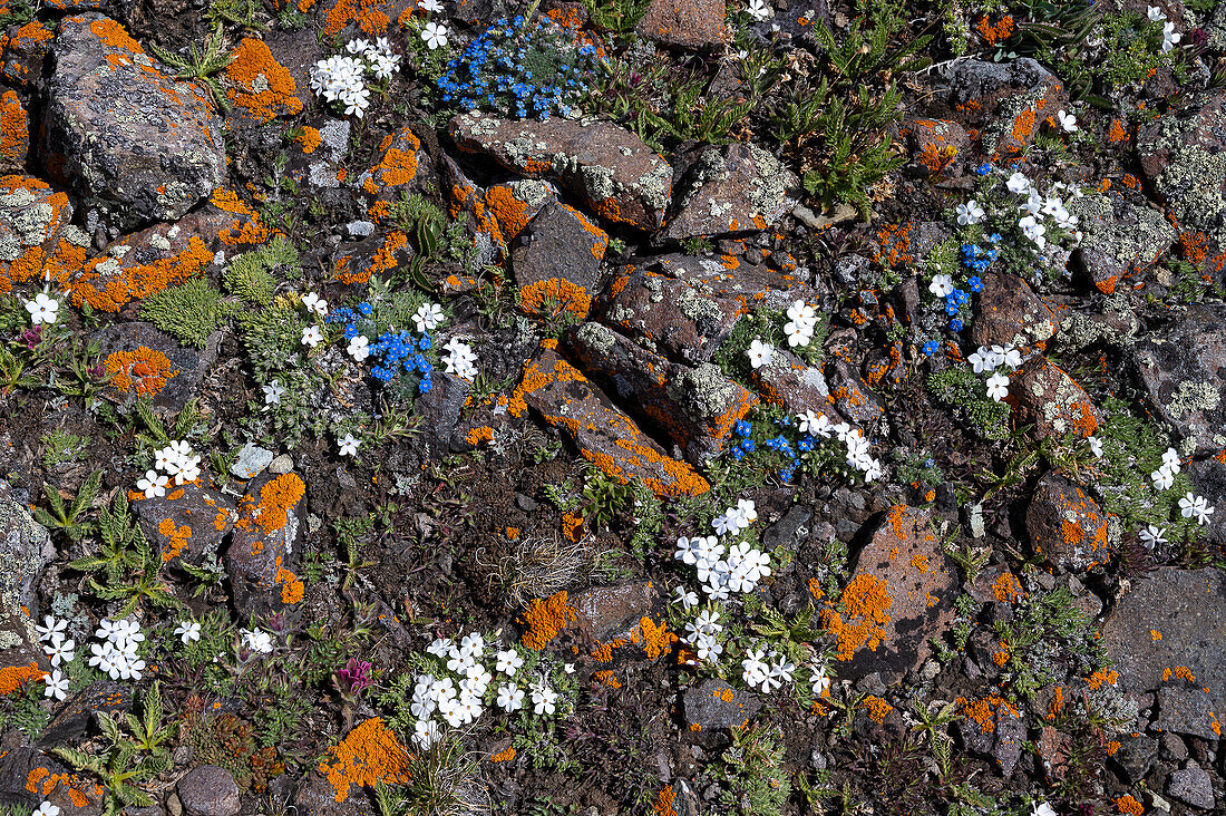 USA, Wyoming. Alpine Forget-Me-Not wildflowers and lichen, Absaroka Mountains