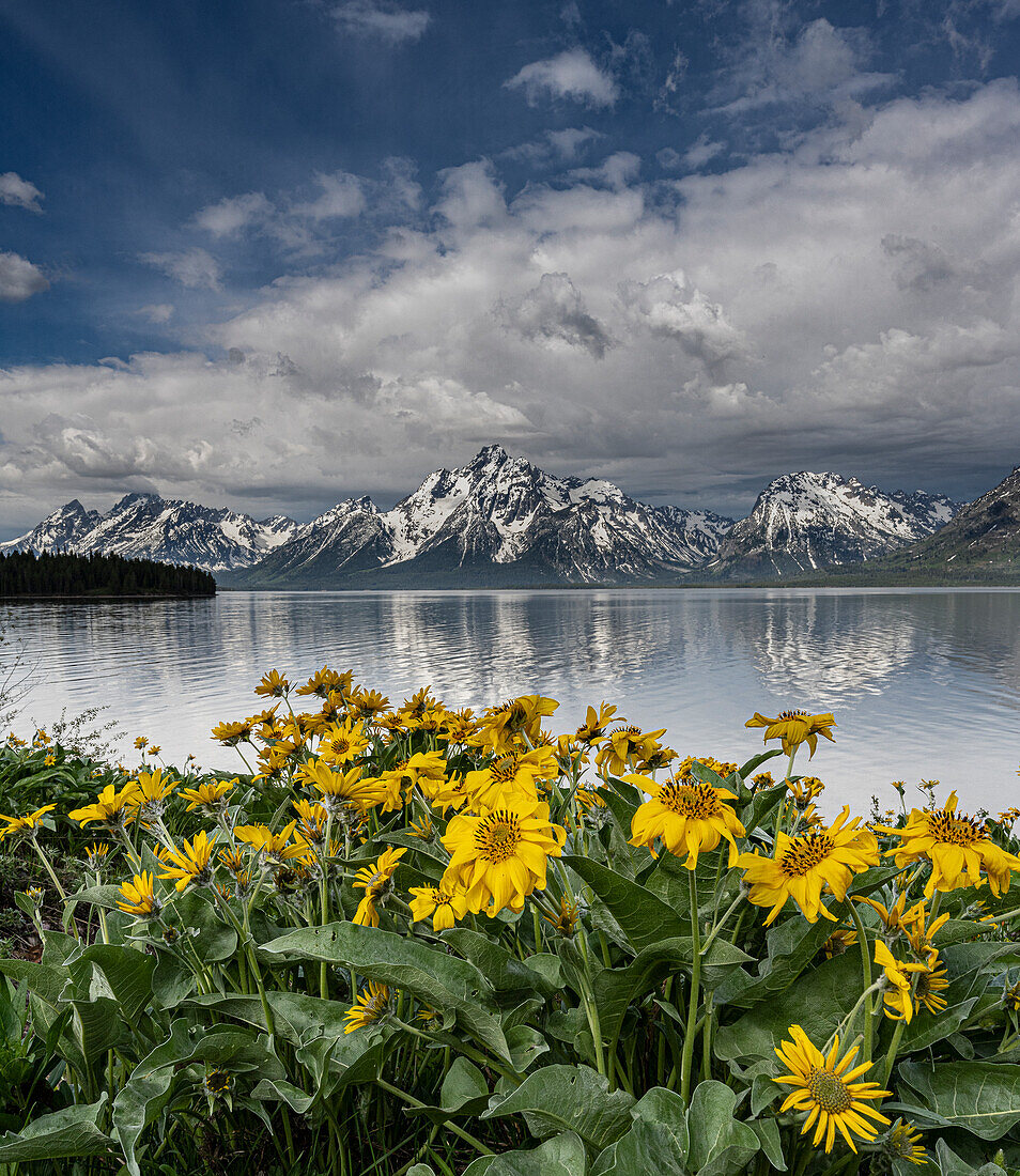 USA, Wyoming. Landschaft mit Pfeilkraut-Balsamwurz-Wildblumen und Teton Mountains am Jackson Lake, Grand Teton National Park